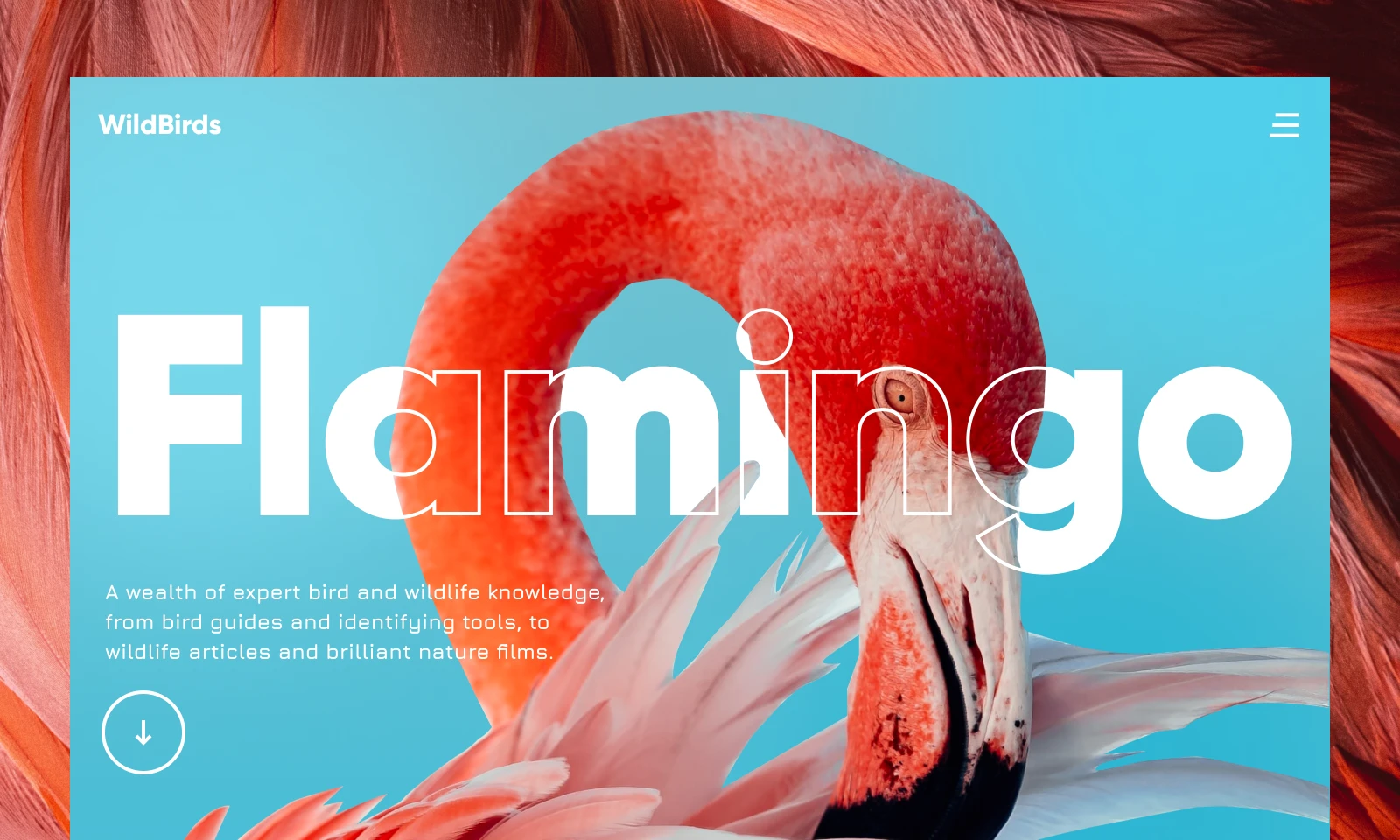 Wild Birds Website for Figma and Adobe XD